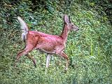 Deer On The Run_DSCF06280